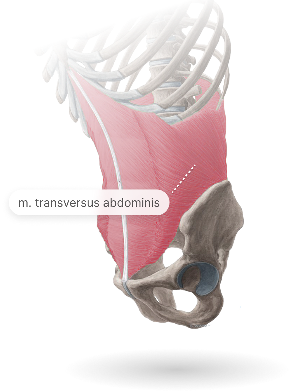 Obrázok musculus transversus abdominis